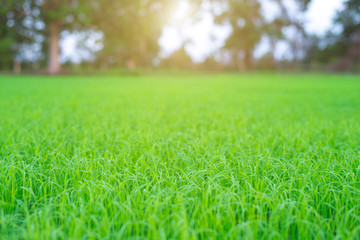Fototapeta premium Green rice seedlings field, Bio agriculture background, Close-up.