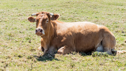 Vache normande