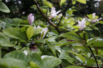 Magnolia w deszczu