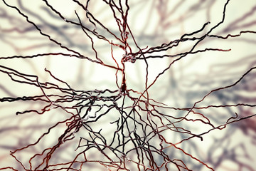 Pyramidal neurons, human brain cells, 3D illustration. Human nervous system