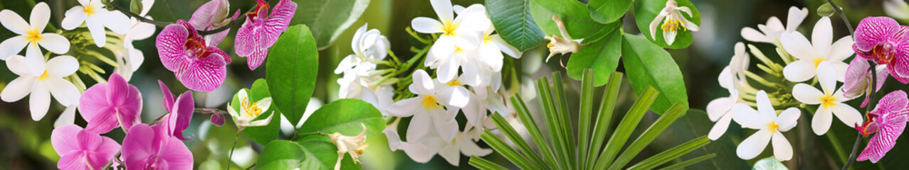Beautiful white flowers at tropical resort on sunny day