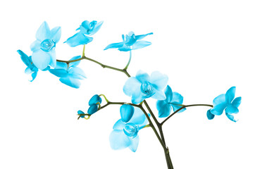Branch with beautiful orchid flowers on white background. Tropical plant