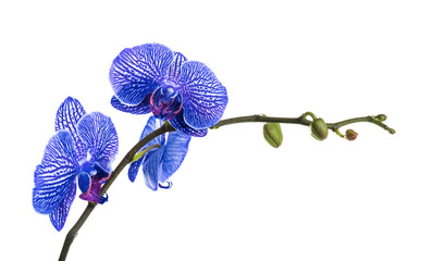 Branch with beautiful tropical orchid flowers on white background © New Africa
