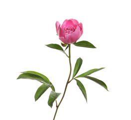 Fragrant bright peony on white background. Beautiful spring flower