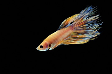 Siamese fighting fish, Betta splendens,yellew fish on a black background, Halfmoon Betta,