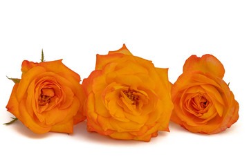Yellow rose  on white background
