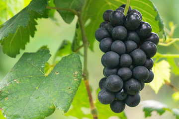 Vine grape in Vineyards, Rips grapes in fall.