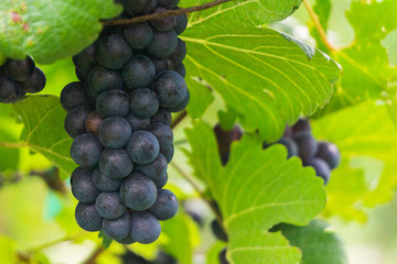 Vine grape in Vineyards, Rips grapes in fall.