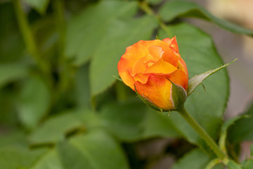 Rose Bud