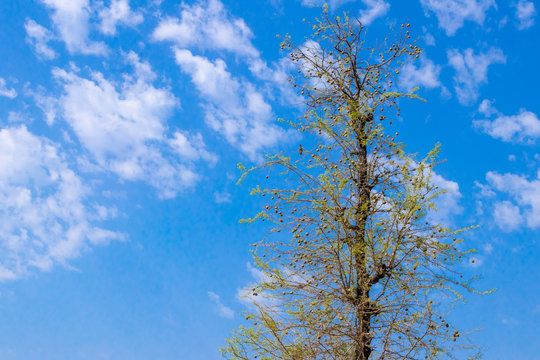 Bael, Aegle marmelos or  wood apple fruit tree on bluw sky.