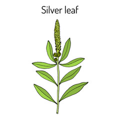 Silver leaf Stillingia sylvatica , or Queen s delight, Yaw root., medicinal plant