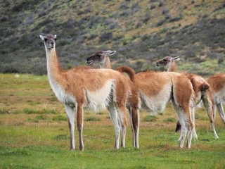 Guanaco