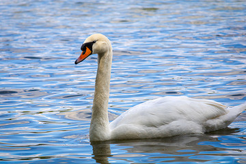 Naklejka premium White Swan on a quiet Lake at afternoon in Summer