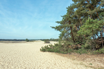 Drifting sand in nature reserve Mosselse zand with Scots Pine, Pinus sylvestris on the Veluwe in the Netherlands.