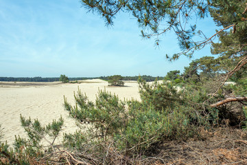 Drifting sand in nature reserve Mosselse zand with Scots Pine, Pinus sylvestris on the Veluwe in the Netherlands.