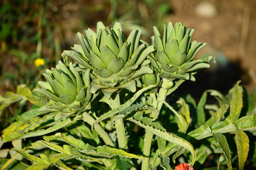 Fototapeta premium Close-up of Beautiful Artichokes, Globe Artichoke, Nature