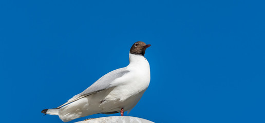 Black Headed Seagull Perched on a Street Light