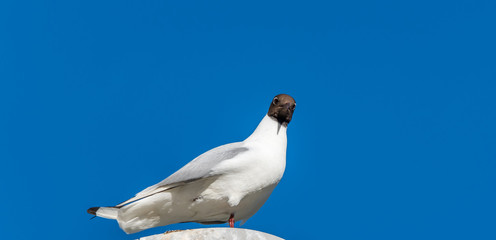 Black Headed Seagull Perched on a Street Light