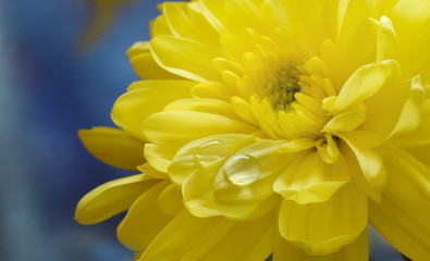 Yellow chrysanthemum with water drop on petal atristic background
