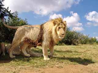 Löwen Männchen