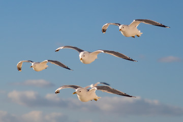 Obraz premium bird_eye_view- Great black-backed gull 