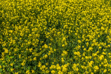 Yellow Wildflower Background in Springtime