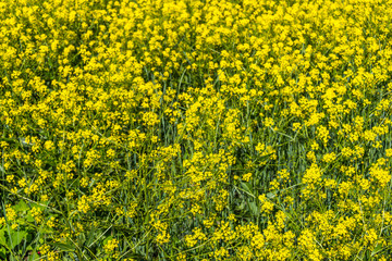 Yellow Wildflower Background in Springtime