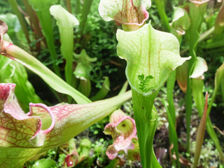 Obraz premium Nepenthes Nepenthaceae , also known as tropical pitcher plants, in the greenhouse