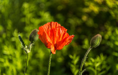 Bright Red Poppy in a Garden in Spring