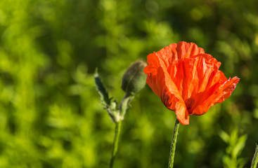 Bright Red Poppy in a Garden in Spring