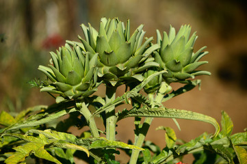 Fototapeta premium Close-up of Beautiful Artichokes, Globe Artichoke, Nature