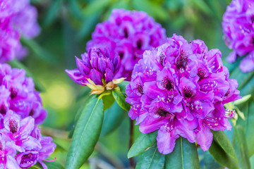 Bright Purple Rhododendron in a Garden