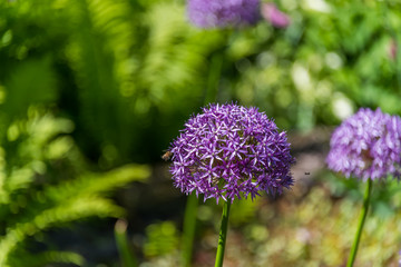 Fototapeta premium Purple Allium Gigantic In a Garden with Green Background