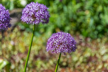 Purple Allium Gigantic In a Garden with Green Background