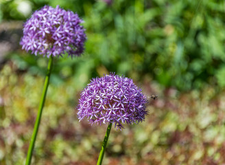 Purple Allium Gigantic In a Garden with Green Background