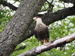 Glaciar Perito Moreno