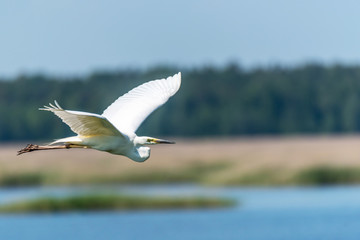 Great White Egret Flying Over a Wetland in Latvia