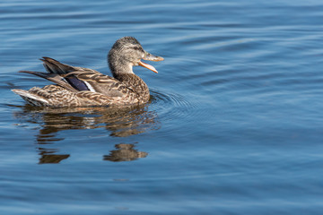 Female Mallard Duck on a Lake