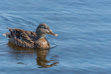 Female Mallard Duck on a Lake