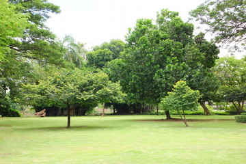 fresh air in park.green area create a good environment in the city for people to have outdoor activities.