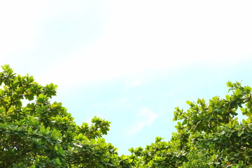 Fototapeta premium tree with blue sky .