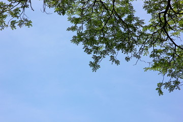 tree with blue sky .