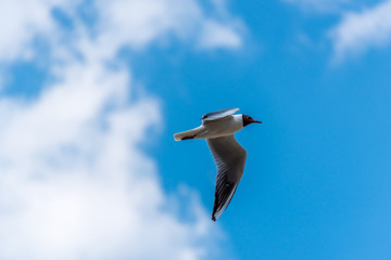 Black Headed Seagull Flying in a Bright Partly Cloudy Sky