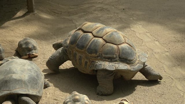 歩くアルダブラゾウガメ、カメ / The Aldabra giant tortoise, 4K