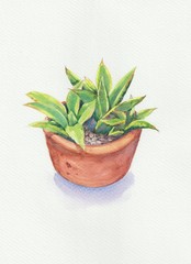 green plant in a pot