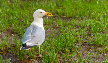 Urban Seagull on a Lawn in Riga Latvia