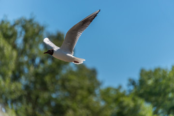Black Headed Seagull Flying in a Clear Blue Sky