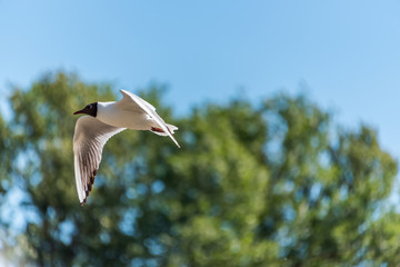 Black Headed Seagull Flying in a Clear Blue Sky