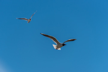 Black Headed Seagull Flying in a Clear Blue Sky