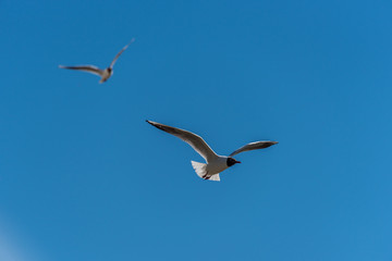 Fototapeta na wymiar Black Headed Seagull Flying in a Clear Blue Sky